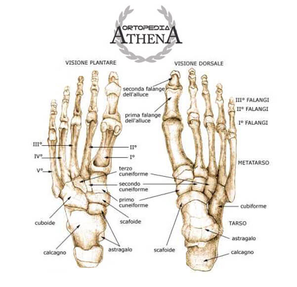 anatomia del piede
