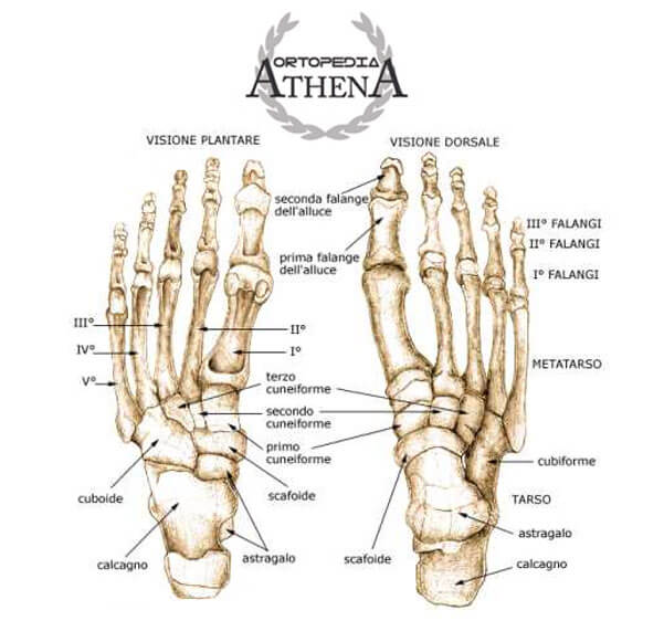 anatomia